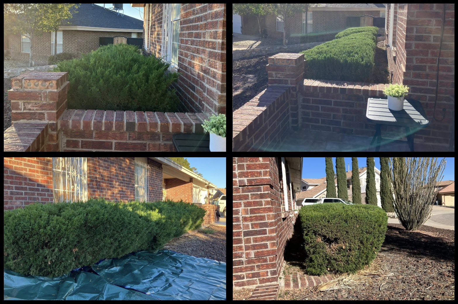 FRONT YARD BUSHES TRIM